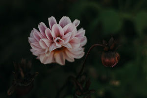 Meet your Posher, Danae